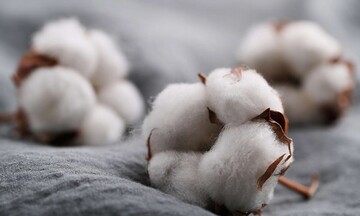 Giá bông về mức thấp gần 1 năm