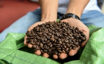 Giá cà phê mới nhất ngày 2/5/2024: Cà phê trong nước quay đầu giảm 1.200 đồng/kg