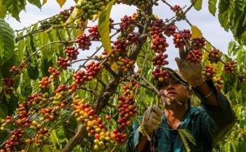 Giá cà phê mới nhất ngày 3/5/2024: Cà phê trong nước nối đà giảm 2.500 đồng/kg