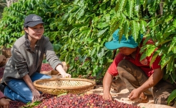 Giá cà phê mới nhất ngày 4/5/2024: Cà phê trong nước “rơi tự do” 12.500 đồng/kg