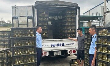 Quảng Ninh: Tiêu hủy hơn 15 nghìn con vịt giống không rõ nguồn gốc, xuất xứ