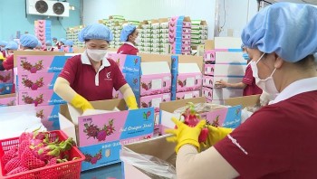 Doanh nghiệp rau quả bước vào “cuộc chiến