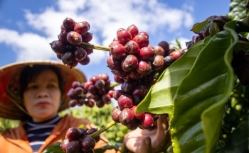 Giá cà phê mới nhất ngày 6/5/2024: Cà phê trong nước đồng loạt giảm sâu, cao nhất 101.500 đồng/kg