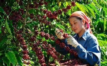 Giá cà phê mới nhất ngày 7/5/2024: Cà phê trong nước tiếp tục rớt giá, cao nhất còn 100.500 đồng/kg