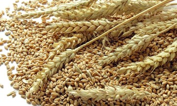 Lúa mì bật tăng, chạm mốc cao nhất từ cuối 2023