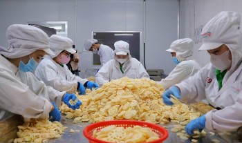 Xuất khẩu lô củ sen đầu tiên sang thị trường Nhật Bản