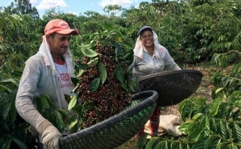 Nguồn cung cải thiện, giá cà phê liên tục “rớt thảm”