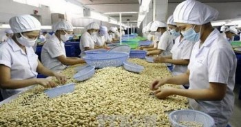 Xuất khẩu hạt điều lấy lại đà tăng trưởng trong quý II/2024