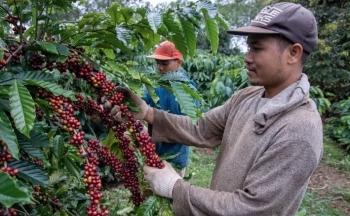 Giá cà phê mới nhất ngày 8/5/2024: Cà phê trong nước ổn định, cao nhất 100.500 đồng/kg