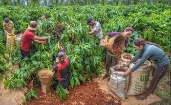 Giá cà phê tiếp tục trượt dốc, Robusta giảm trên 4%