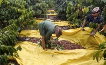 Giá cà phê mới nhất ngày 9/5/2024: Cà phê trong nước tiếp tục giảm mạnh 4.000 – 5.300 đồng/kg