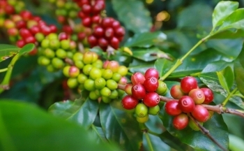 Robusta tăng trở lại, đà giảm của giá cà phê liệu đã hết?