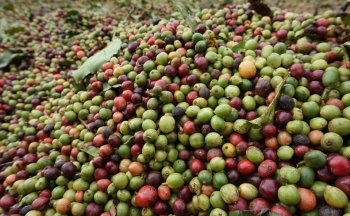 Giá cà phê mới nhất ngày 10/5/2024: Cà phê trong nước quay đầu tăng mạnh 2.800 – 3.600 đồng/kg