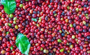 Giá cà phê mới nhất ngày 11/5/2024: Cà phê trong nước nối đà tăng 1.000 đồng/kg