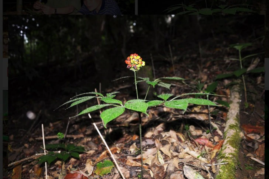 Xây dựng thương hiệu dược liệu và định hướng đẩy mạnh xuất khẩu