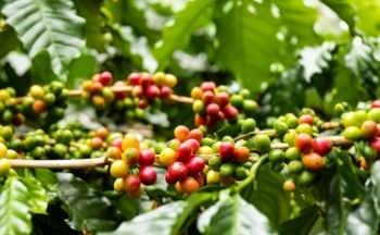 Áp lực từ các quỹ đầu cơ, giá cà phê diễn biến khó lường