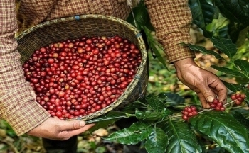 Giá cà phê dao động nhẹ, Robusta sẽ sớm quay lại trên mức 3.500 USD/tấn?