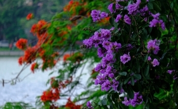 Vương vấn mùa hoa bằng lăng tím Hà Nội...