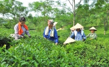 Tuyên Quang: Nâng tầm sản phẩm công nghiệp nông thôn