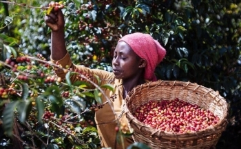 Giá cà phê có tăng “phi mã” trở lại?