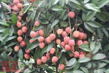 Bắc Giang: Sắp diễn ra Hội nghị xúc tiến tiêu thụ vải thiều chín sớm