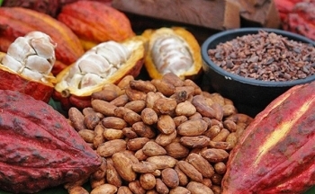 Giá ca cao lao dốc, giá đường điều chỉnh giảm mạnh