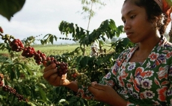 Giá cà phê chưa thoát khỏi chu kỳ giảm