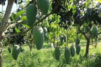 Xây dựng mã số vùng trồng: Tăng sức cạnh tranh cho nông sản địa phương hướng tới xuất khẩu