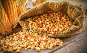 Giá ngô quay đầu giảm mạnh từ mức đỉnh năm 2024