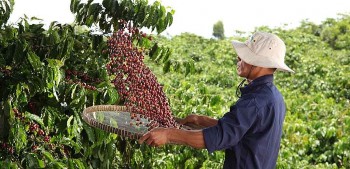 Áp dụng nông nghiệp tái sinh: Tăng năng suất và giảm phát thải khí nhà kính