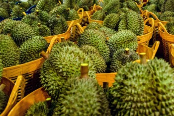 Dự báo giá sầu riêng ngày 16/5/2024: Có chiều hướng tăng trở lại