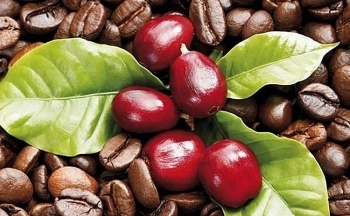 Giá cà phê mới nhất ngày 16/5/2024: Cà phê trong nước đảo chiều tăng 1.200 đồng/kg