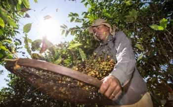 Giá cà phê liên tục biến động thất thường