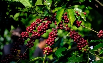 Giá cà phê mới nhất ngày 17/5/2024: Cà phê trong nước giảm nhẹ, mức giảm 400 – 500 đồng/kg