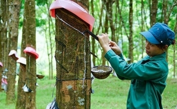 Dự báo giá cao su ngày 28/5/2024: Bật tăng chóng mặt?