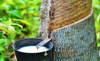 Giá cao su ngày 31/5/2024: Thị trường thế giới biến động không đồng nhất