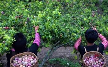 Cơ hội cho du lịch địa phương bứt phá