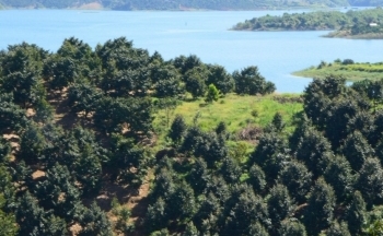 Huyện Đam Rông (Lâm Đồng) đề nghị sử dụng địa danh để đăng ký bảo hộ nhãn hiệu sầu riêng