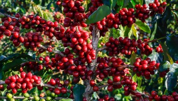 Dự báo giá cà phê ngày 19/5/2024: Giá cà phê đồng loạt tiếp đà tăng phi mã