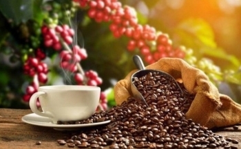 Bất ngờ giá tăng mạnh, cà phê bước vào chu kỳ tăng mới?