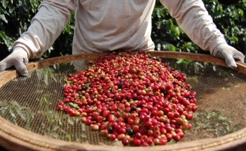 Giá cà phê mới nhất ngày 20/5/2024: Cà phê trong nước tiếp đà tăng nhẹ, cao nhất 104.200 đồng/kg