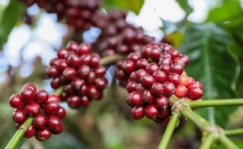 Giá cà phê mới nhất ngày 21/5/2024: Cà phê trong nước giảm nhẹ 100 đồng/kg