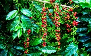 Giá cà phê mới nhất ngày 23/5/2024: Cà phê trong nước tăng mạnh, vượt mức 110.000 đồng/kg