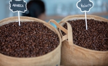 Giá cà phê liên tục “nhảy múa”