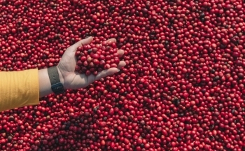 Giá cà phê mới nhất ngày 25/5/2024: Cà phê trong nước quay đầu giảm, mức giảm 3.000 đồng/kg