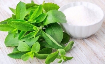 Loại đường ngọt gấp 300 lần đường mía nhưng rất tốt cho người bệnh tiểu đường