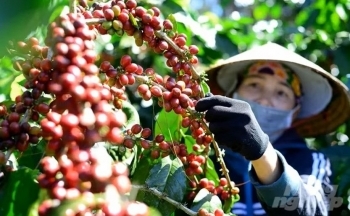 Giá cà phê mới nhất ngày 27/5/2024: Cà phê trong nước ổn định, cao nhất 116.000 đồng/kg