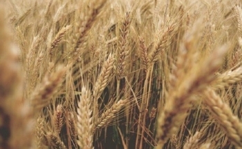 Giá lúa mì tăng vọt hơn 7%
