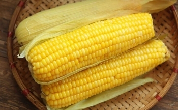 Ăn ngô thường xuyên có tốt cho sức khỏe không?