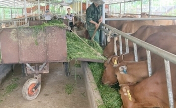 Lào Cai: Xây dựng vùng an toàn dịch bệnh, nâng cao giá trị sản phẩm